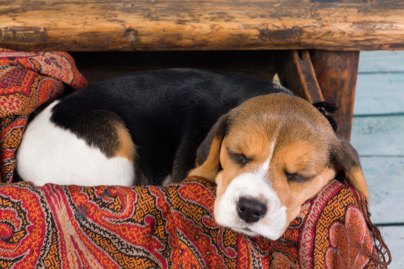 Unlock the Potential of Your Home With Reliable Clutter Removal and Hoarder Clean Up Services